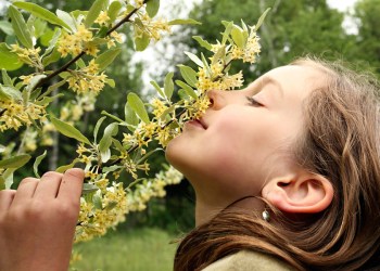 Honeysuckle Memories