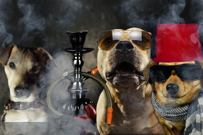the hookah-smoking dogs of Puff & Pooch