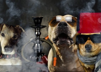 the hookah-smoking dogs of Puff & Pooch