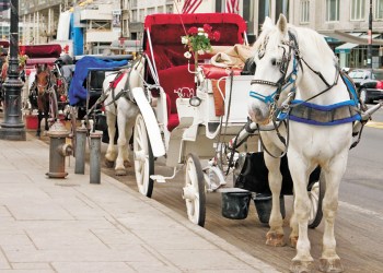 32 horse NYC carriages are coming to Sag Harbor