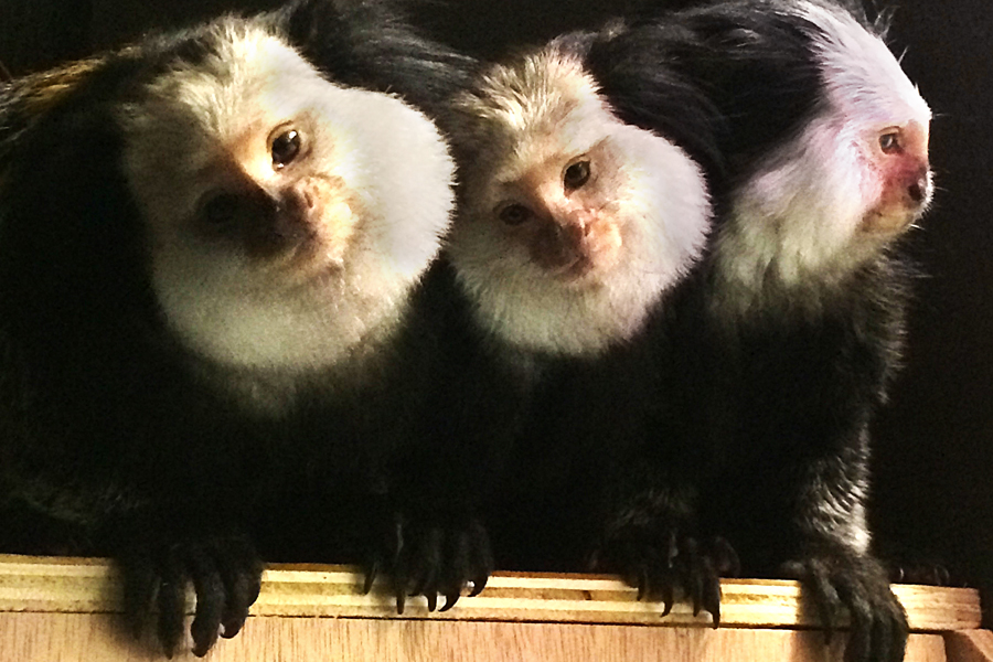 The new marmosets at Long Island Aquarium.