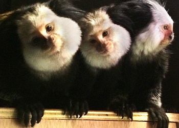 The new marmosets at Long Island Aquarium.