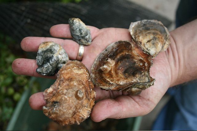 Oysters, Sag Harbor