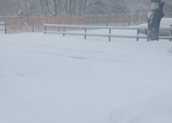 Snow in Eastport Thursday.