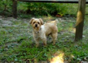 Love Lane Sweet Shoppe