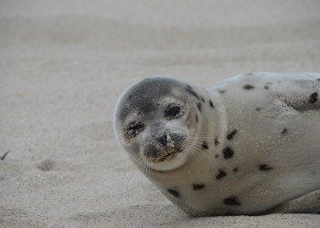 seal in southampton