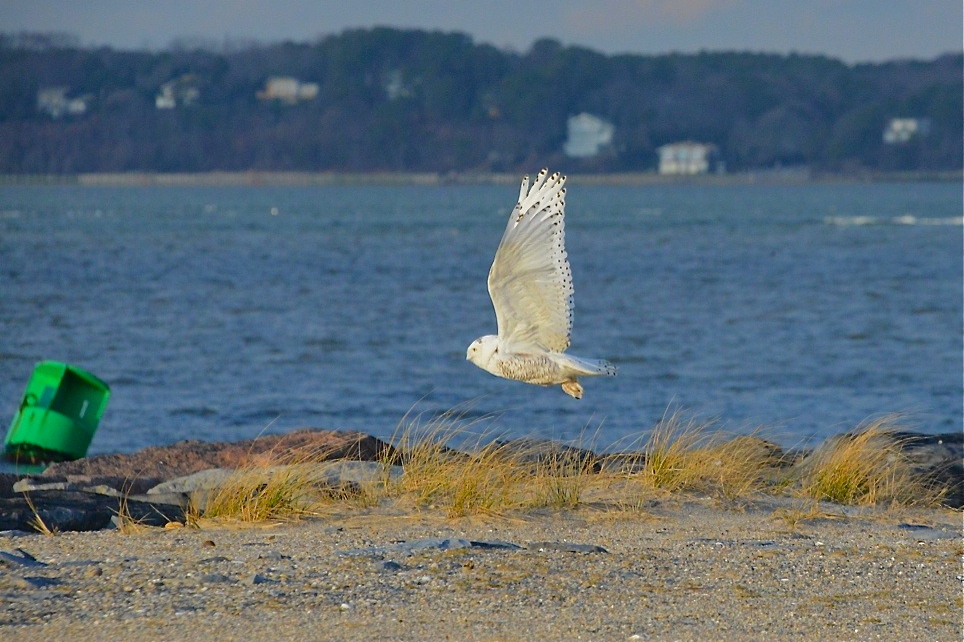 Snowy owl in flight at Shinnecock East County Park in Southampton Sunday afternoon.