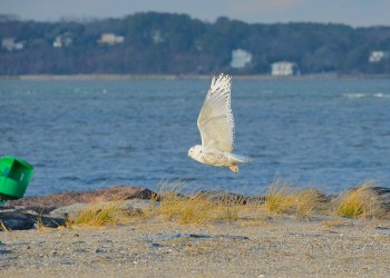 Snowy owl in flight at Shinnecock East County Park in Southampton Sunday afternoon.