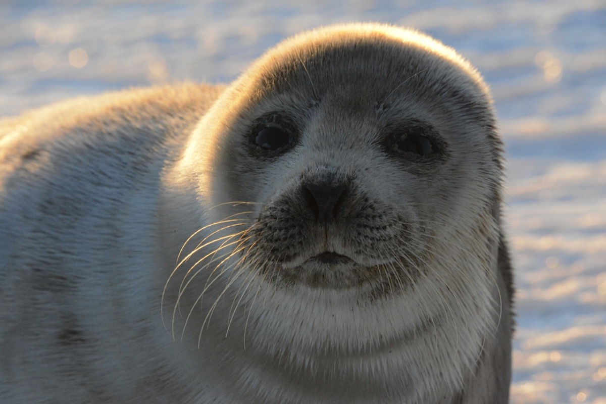 seal in southampton