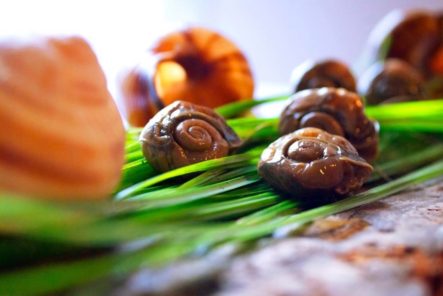 Peconic Escargot plans a snail farm in Cutchogue. Photo credit: Katelyn Luce