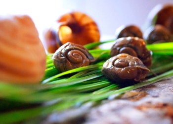 Peconic Escargot plans a snail farm in Cutchogue. Photo credit: Katelyn Luce