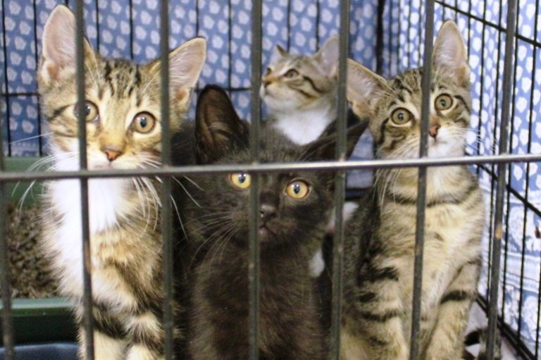Cats, Kittens Are Free at Southampton Animal Shelter All Month Dan’s
