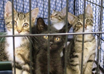 Fire at Greenfield Road, Shinnecock Hills. Photo credit: dennis chuppe/SFD