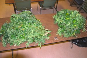 Police said they found this stash of marijuana in a car that was pulled over in Water Mill.