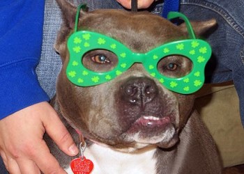 Jada the pit bull at Save-A-Pet Animal Rescue and Adoption Center