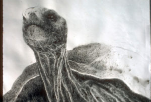 Janet Culbertson "Galapagos Tortoise" detail