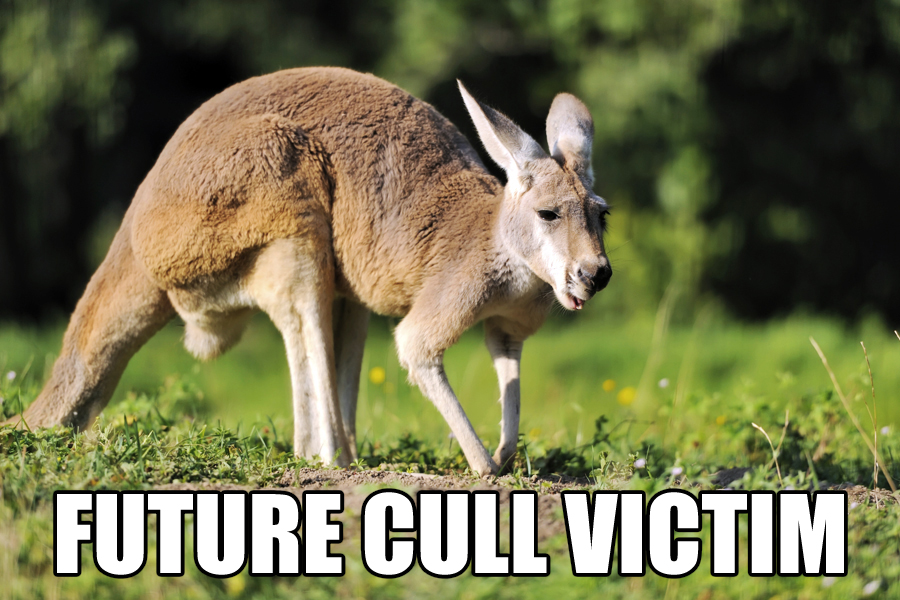 Kangaroo cull Meme