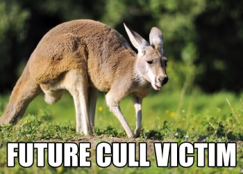 Kangaroo cull Meme