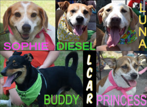 Last Chance Animal Rescue has all these loving dogs available to adopt!