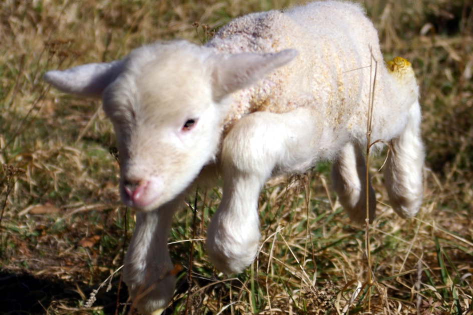 Lamb