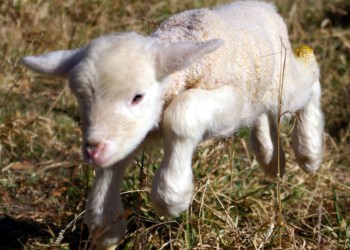 Lamb