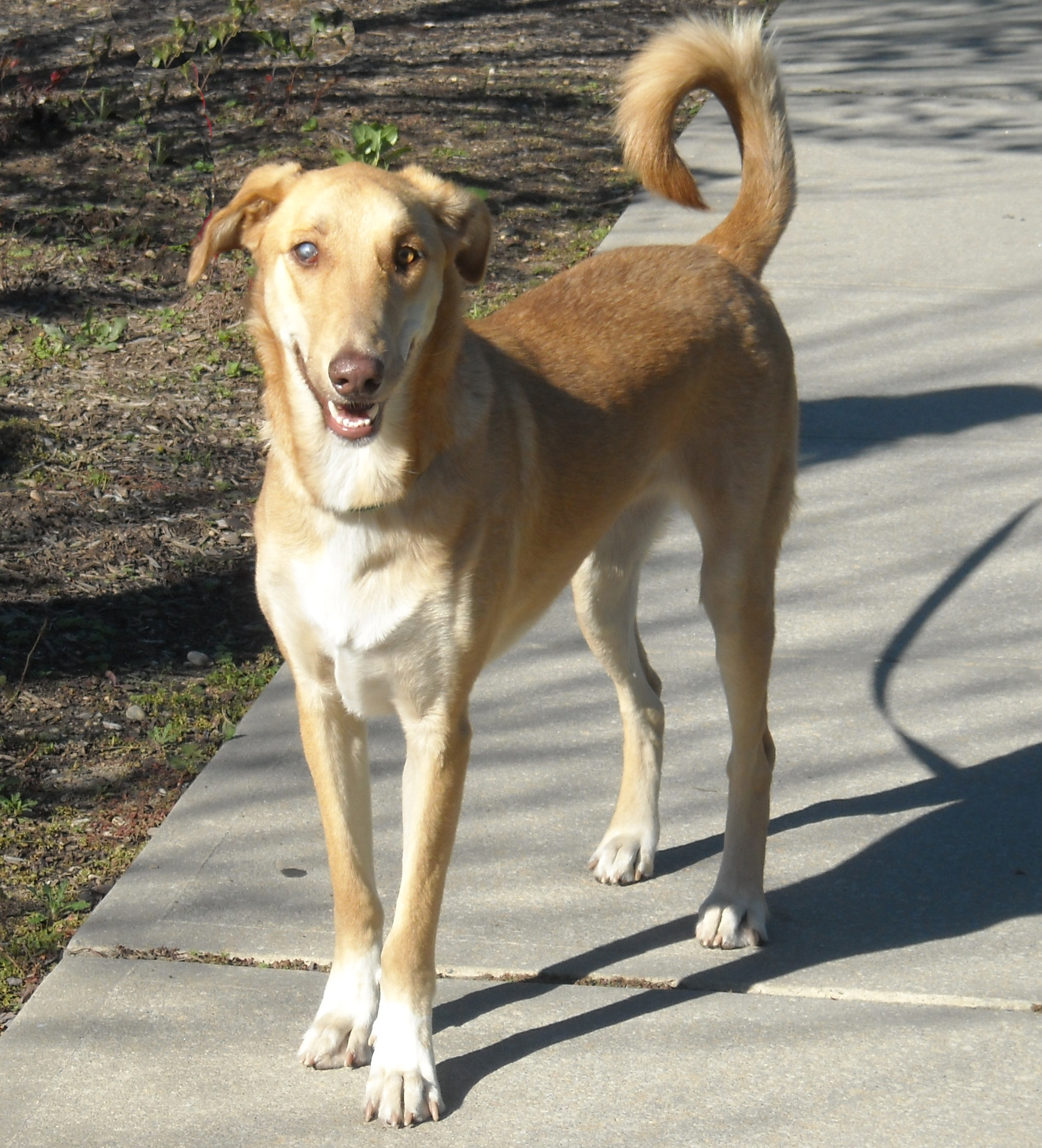 Lampic, a one-year old female with bad right eye.