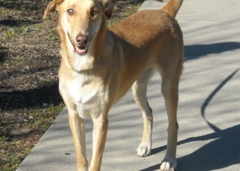 Lampic, a one-year old female with bad right eye.