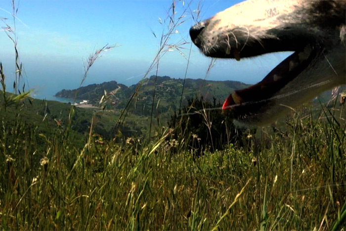 A scene from Laurie Anderson's film "Heart of a Dog"