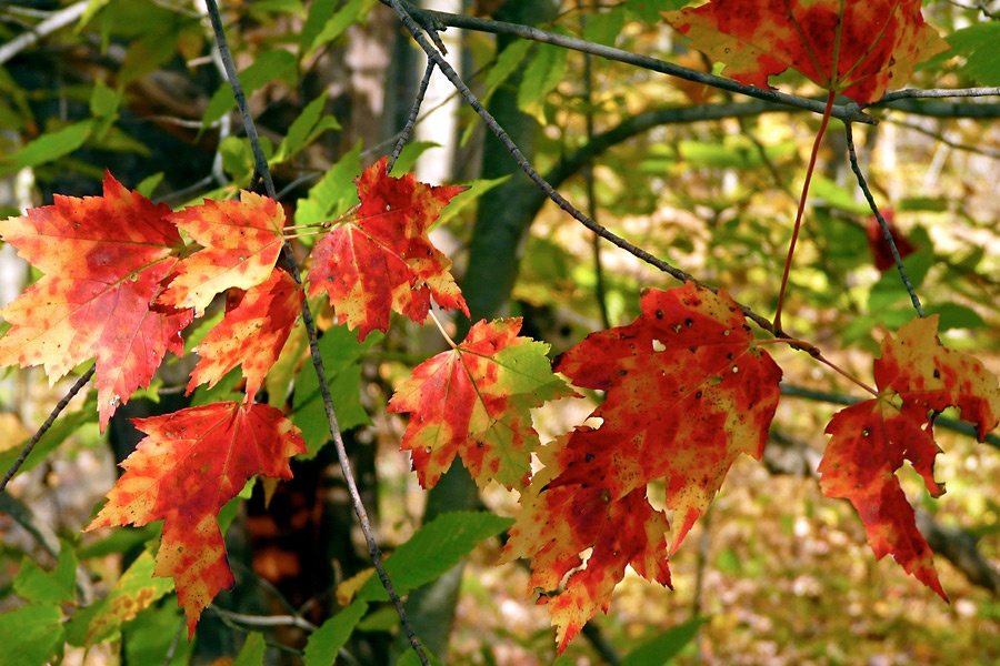 Autumn Leaves Turning in Fall