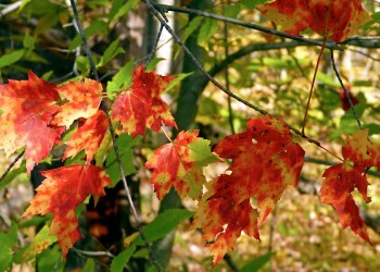Autumn Leaves Turning in Fall
