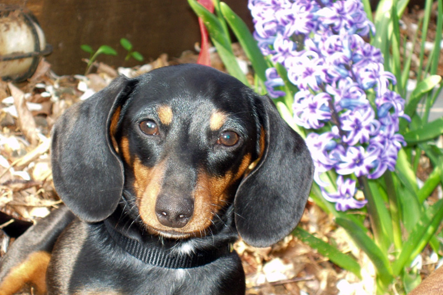 Lexi the dachshund has made a full recovery!