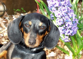 Lexi the dachshund has made a full recovery!