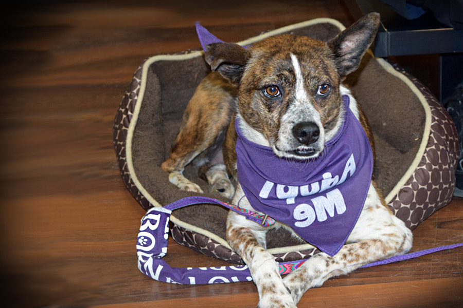 Lily's Story: Last Chance Animal Rescue's Old Soul – Dan's Papers Lily's Story: Last Chance Animal Rescue's Old Soul – Dan's Papers
