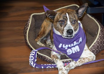 Lily was saved by Last Chance Animal Rescue, but she still needs a forever home