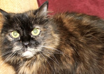 Lily is available for adoption from Southampton Animal Shelter.