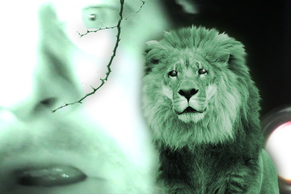 Hamptons Lion Video Graphic