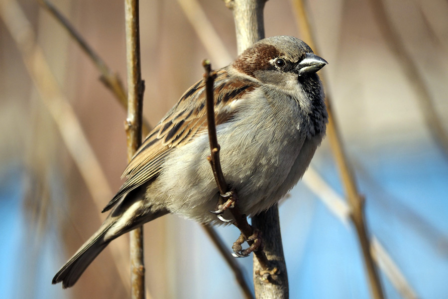 Sparrow