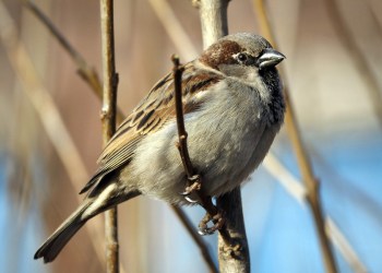 Sparrow