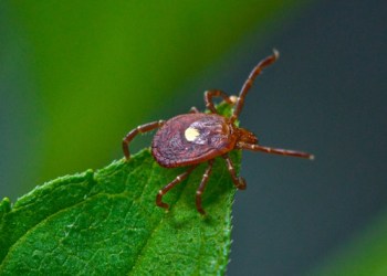 Lone Star Tick