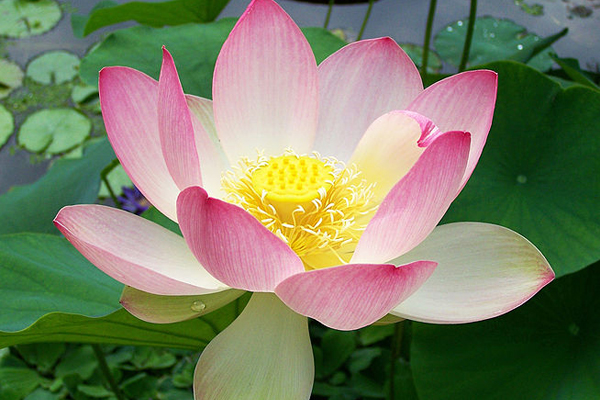 Lotus Flower