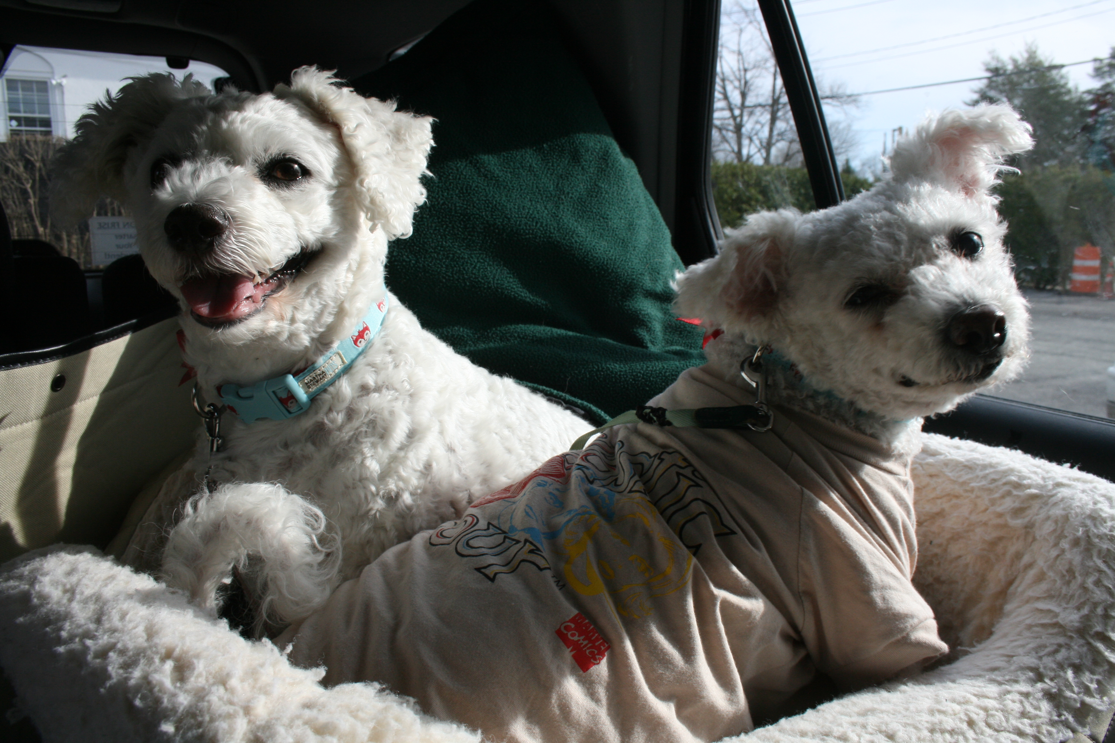 Lucy and Lily take a drive