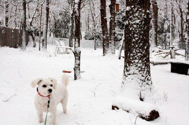 If you feel cold, so do your pets.