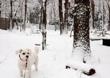 If you feel cold, so do your pets.