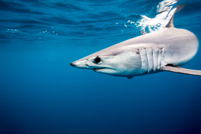 Star Island's mako shark tournament begins Thursday, August 20!