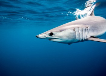 Star Island's mako shark tournament begins Thursday, August 20!