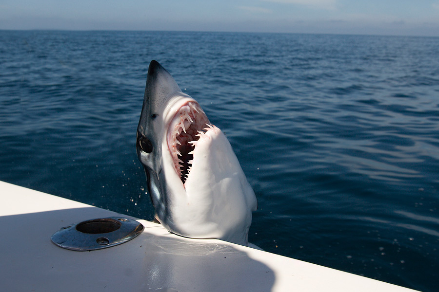 Montauk's 2015 Star Island Shark Tournament kicks off Thursday, June 18!