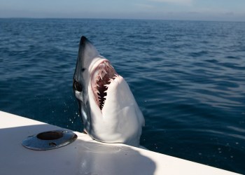Montauk's 2015 Star Island Shark Tournament kicks off Thursday, June 18!