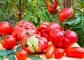 Malformed produce - misfit tomatoes