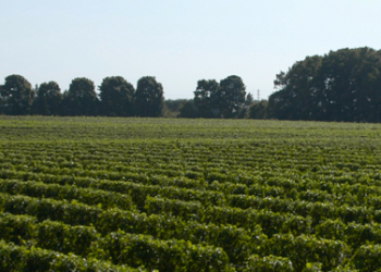 Martha Clara Vineyards