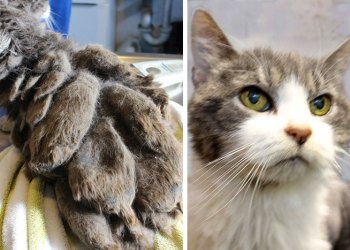 Scarlett's matting was so bad it looked like rats were on her back